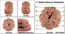 Load image into Gallery viewer, 11 Mukhi Indonesian Rudraksha - Bead No. 34