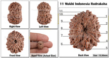 Load image into Gallery viewer, 11 Mukhi Indonesian Rudraksha - Bead No. 37