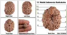Load image into Gallery viewer, 11 Mukhi Indonesian Rudraksha - Bead No. 39
