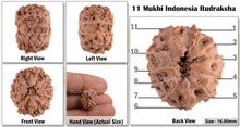 Load image into Gallery viewer, 11 Mukhi Indonesian Rudraksha - Bead No. 45
