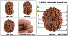 Load image into Gallery viewer, 11 Mukhi Indonesian Rudraksha - Bead No. 46