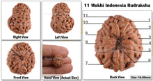 Load image into Gallery viewer, 11 Mukhi Indonesian Rudraksha - Bead No. 47