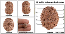 Load image into Gallery viewer, 11 Mukhi Indonesian Rudraksha - Bead No. 49