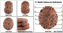 Load image into Gallery viewer, 11 Mukhi Indonesian Rudraksha - Bead No. 53