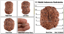 Load image into Gallery viewer, 11 Mukhi Indonesian Rudraksha - Bead No. 55
