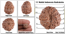 Load image into Gallery viewer, 11 Mukhi Indonesian Rudraksha - Bead No. 59