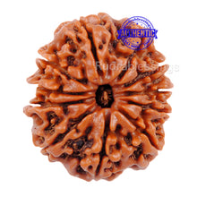 Load image into Gallery viewer, 11 Mukhi Nepalese Rudraksha - Bead No. 47