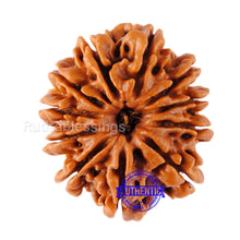 Load image into Gallery viewer, 11 Mukhi Nepalese Rudraksha - Bead No. 51