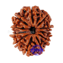 Load image into Gallery viewer, 11 Mukhi Nepalese Rudraksha - Bead No. 52