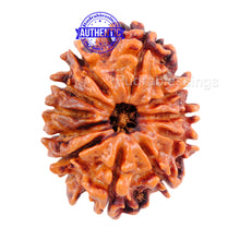 Load image into Gallery viewer, 11 Mukhi Nepalese Rudraksha - Bead No. 43