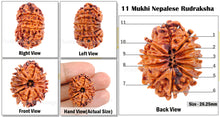 Load image into Gallery viewer, 11 Mukhi Nepalese Rudraksha - Bead No. 43
