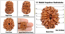 Load image into Gallery viewer, 11 Mukhi Nepalese Rudraksha - Bead No. 44
