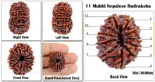 Load image into Gallery viewer, 11 Mukhi Nepalese Rudraksha - Bead No. 45