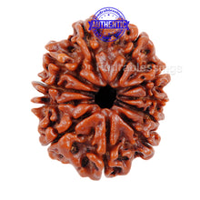Load image into Gallery viewer, 11 Mukhi Nepalese Rudraksha - Bead No. 46