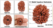 Load image into Gallery viewer, 11 Mukhi Nepalese Rudraksha - Bead No. 46