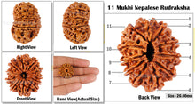 Load image into Gallery viewer, 11 Mukhi Nepalese Rudraksha - Bead No. 54