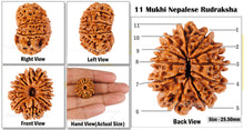 Load image into Gallery viewer, 11 Mukhi Nepalese Rudraksha - Bead No. 55