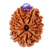 Load image into Gallery viewer, 11 Mukhi Nepalese Rudraksha - Bead No. 63