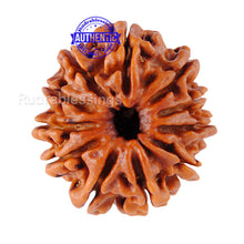Load image into Gallery viewer, 11 Mukhi Nepalese Rudraksha - Bead No. 64
