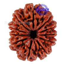 Load image into Gallery viewer, 11 Mukhi Nepalese Rudraksha - Bead No. 66