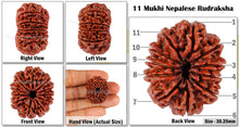 Load image into Gallery viewer, 11 Mukhi Nepalese Rudraksha - Bead No. 66