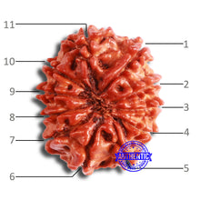 Load image into Gallery viewer, 11 Mukhi Nepalese Rudraksha - Bead No. 326A