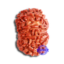 Load image into Gallery viewer, 11 Mukhi Nepalese Rudraksha - Bead No. 326A