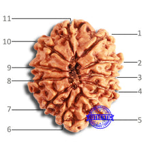 Load image into Gallery viewer, 11 Mukhi Nepalese Rudraksha - Bead No. 327