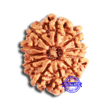 Load image into Gallery viewer, 11 Mukhi Nepalese Rudraksha - Bead No. 327