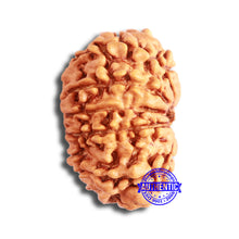 Load image into Gallery viewer, 11 Mukhi Nepalese Rudraksha - Bead No. 327