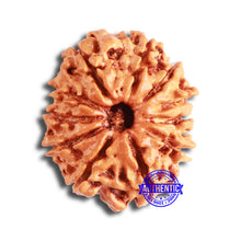 Load image into Gallery viewer, 11 Mukhi Nepalese Rudraksha - Bead No. 328
