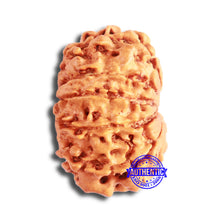 Load image into Gallery viewer, 11 Mukhi Nepalese Rudraksha - Bead No. 328