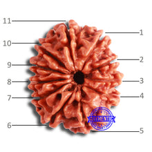 Load image into Gallery viewer, 11 Mukhi Nepalese Rudraksha - Bead No. 329