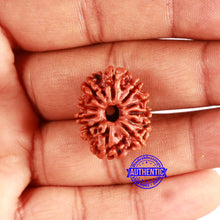 Load image into Gallery viewer, 11 Mukhi Nepalese Rudraksha - Bead No. 329