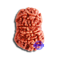 Load image into Gallery viewer, 11 Mukhi Nepalese Rudraksha - Bead No. 329