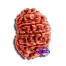 Load image into Gallery viewer, 11 Mukhi Nepalese Rudraksha - Bead No. 331
