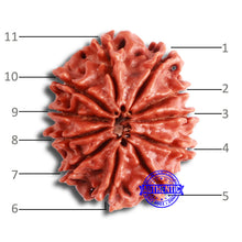 Load image into Gallery viewer, 11 Mukhi Nepalese Rudraksha - Bead No. 332