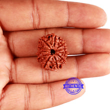 Load image into Gallery viewer, 11 Mukhi Nepalese Rudraksha - Bead No. 332