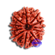 Load image into Gallery viewer, 11 Mukhi Nepalese Rudraksha - Bead No. 333