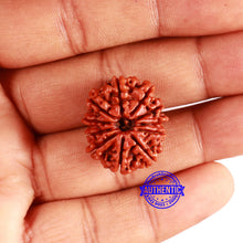 Load image into Gallery viewer, 11 Mukhi Nepalese Rudraksha - Bead No. 333