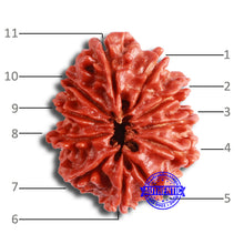 Load image into Gallery viewer, 11 Mukhi Nepalese Rudraksha - Bead No. 335