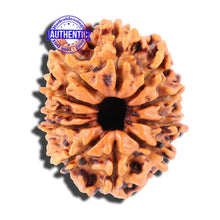Load image into Gallery viewer, 11 Mukhi Nepalese Rudraksha - Bead No. 153