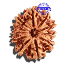 Load image into Gallery viewer, 11 Mukhi Nepalese Rudraksha - Bead No. 212