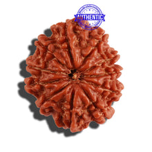 Load image into Gallery viewer, 11 Mukhi Nepalese Rudraksha - Bead No. 219