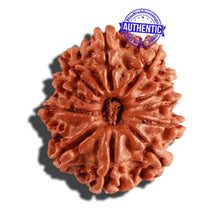 Load image into Gallery viewer, 11 Mukhi Nepalese Rudraksha - Bead No. 222