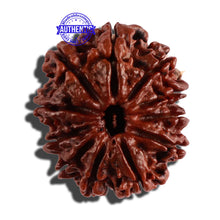 Load image into Gallery viewer, 11 Mukhi Nepalese Rudraksha - Bead No. 252