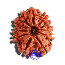 Load image into Gallery viewer, 11 Mukhi Nepalese Rudraksha - Bead No. 260
