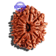 Load image into Gallery viewer, 11 Mukhi Nepalese Rudraksha - Bead No. 270