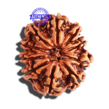 Load image into Gallery viewer, 10 Mukhi Nepalese Rudraksha - Bead No 303