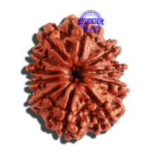 Load image into Gallery viewer, 11 Mukhi Nepalese Rudraksha - Bead No. 304